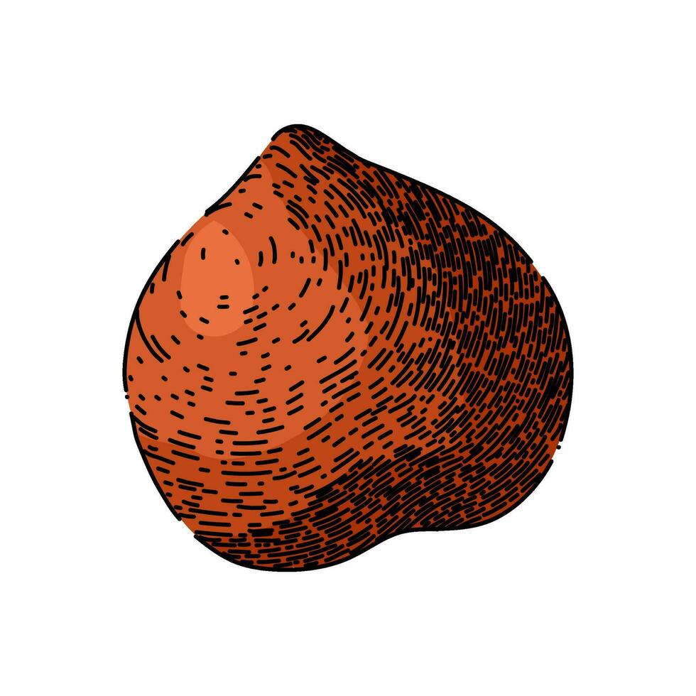 hazelnut nut brown sketch hand drawn vector