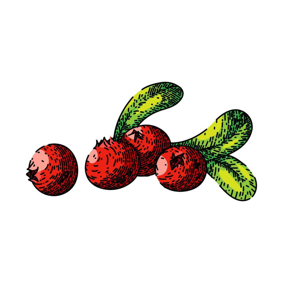 cranberry cowberry berry sketch hand drawn vector