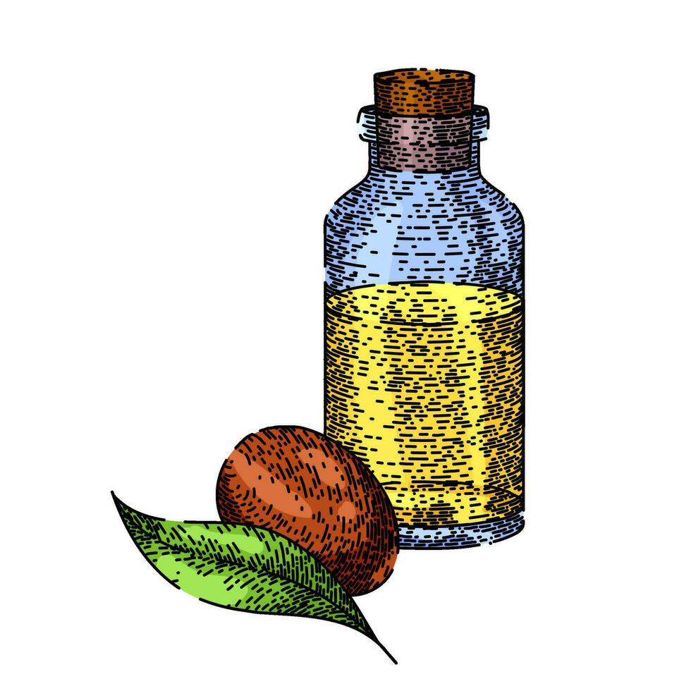 jojoba petróleo botella bosquejo mano dibujado vector