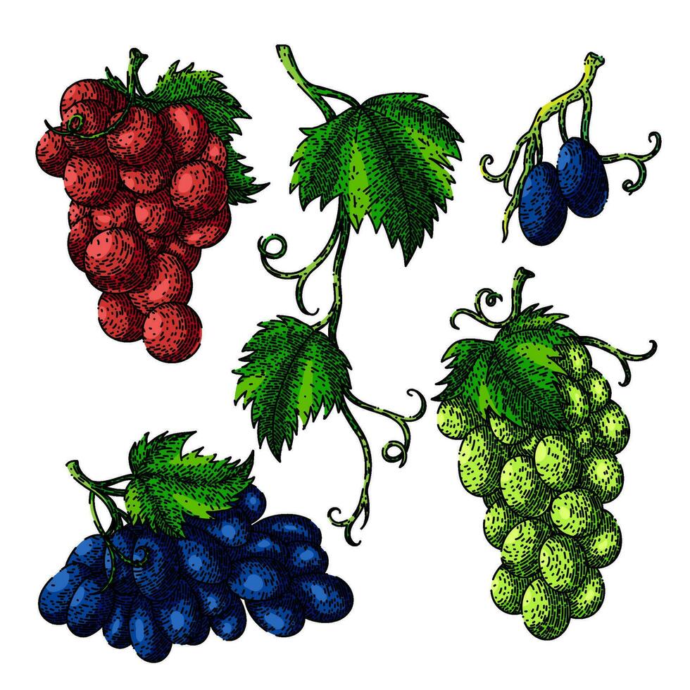 grape food bunch set sketch hand drawn vector