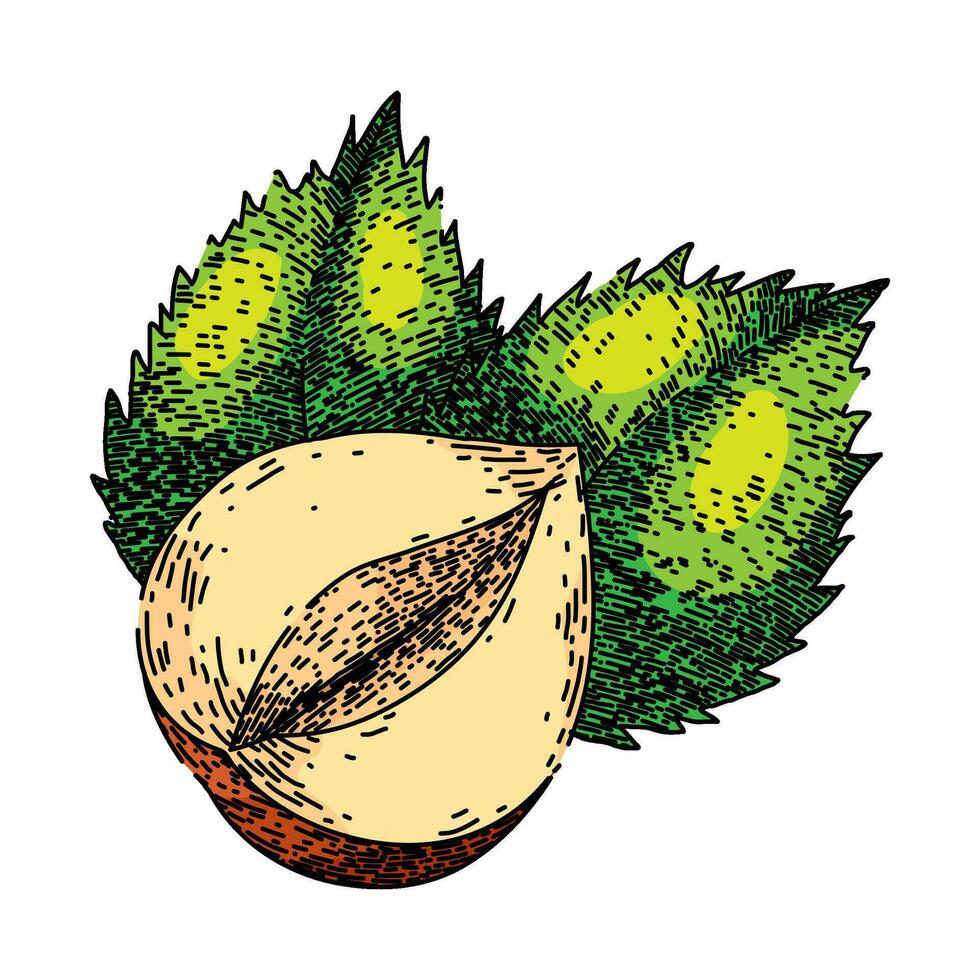 hazelnut nut leaf sketch hand drawn vector