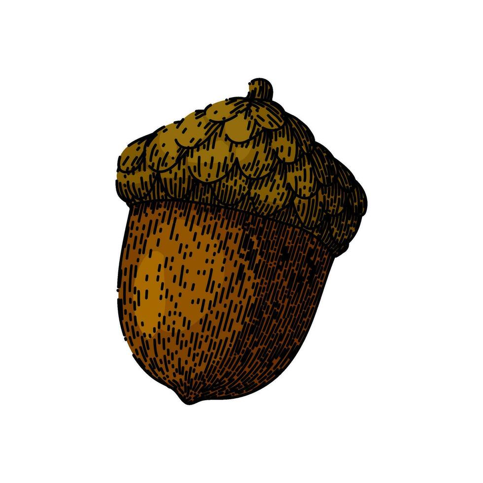 acorn nut brown sketch hand drawn vector