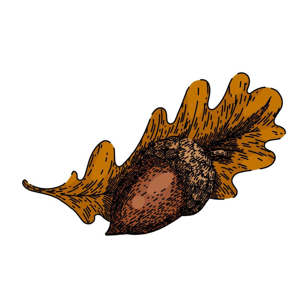 acorn nut leaf sketch hand drawn vector