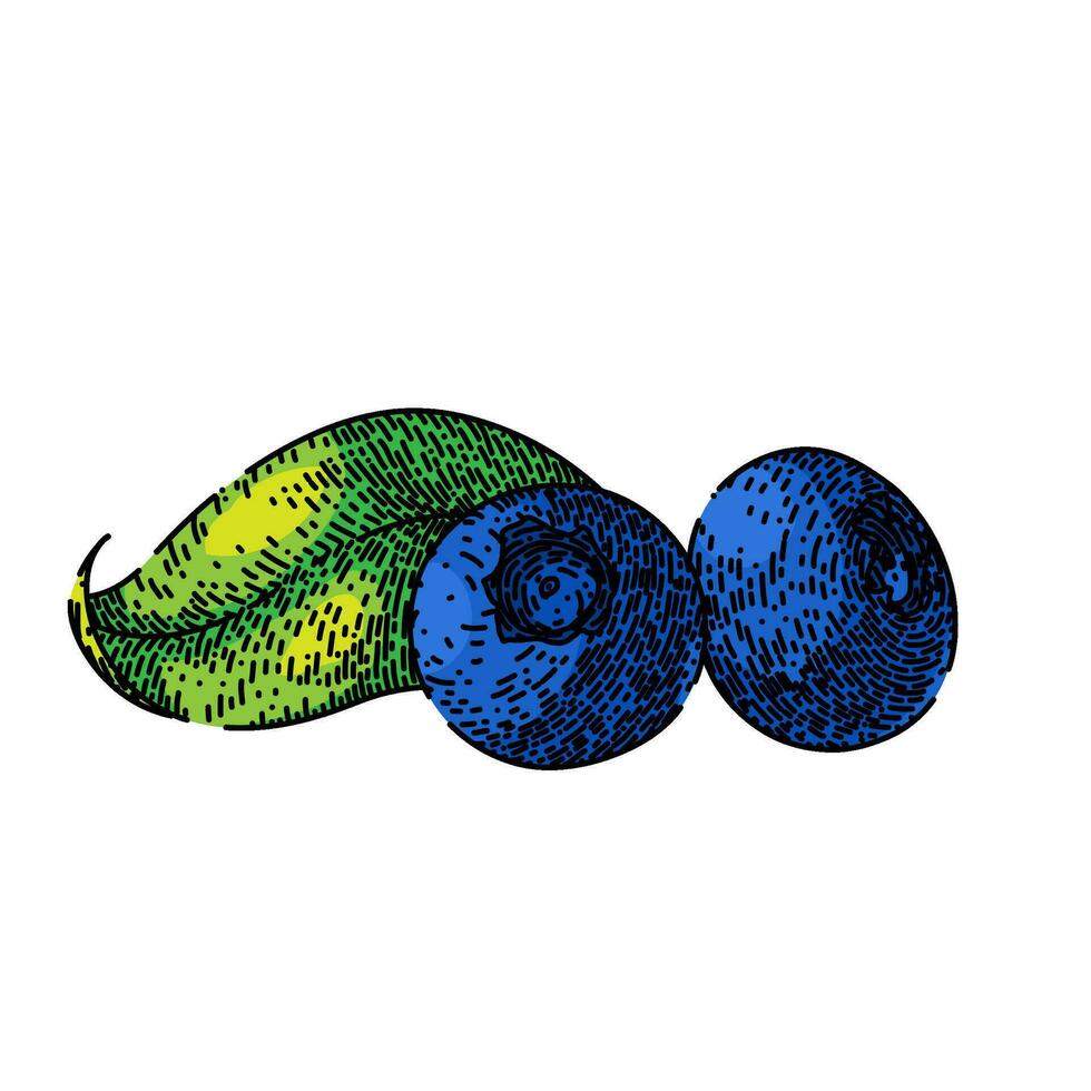 blueberry blue organic sketch hand drawn vector