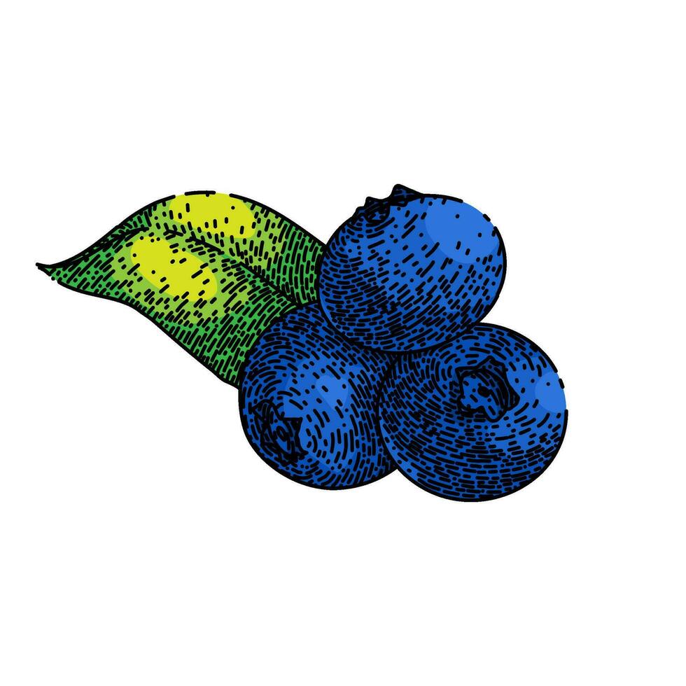 blueberry blue wild sketch hand drawn vector