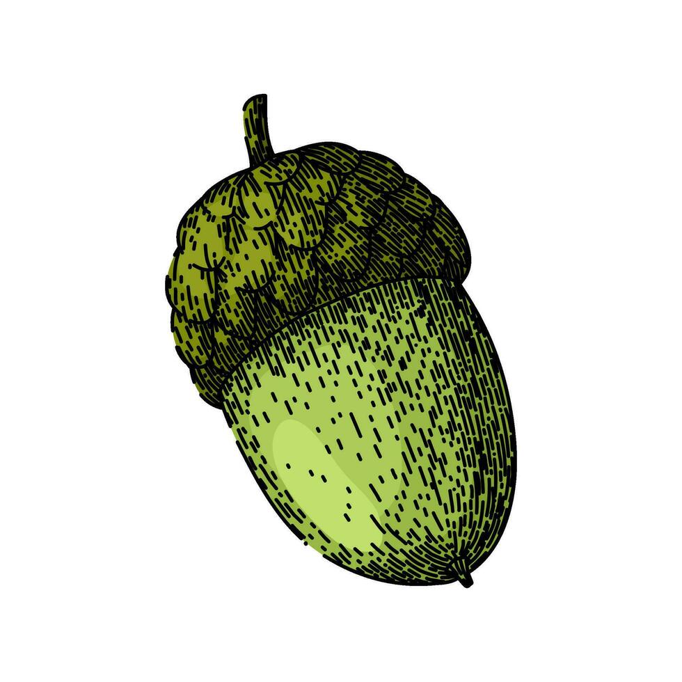 acorn nut green sketch hand drawn vector