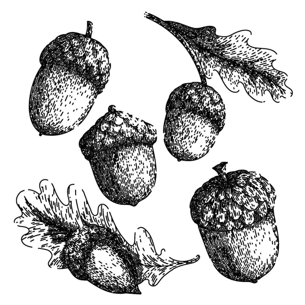 acorn nut set sketch hand drawn vector