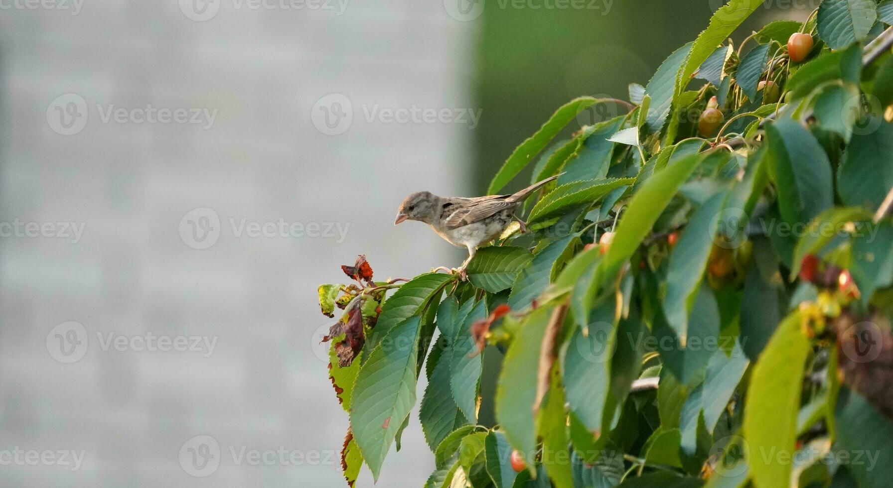 Small sparrow on cherry tree. Sparrow eating cherries on a branch. photo