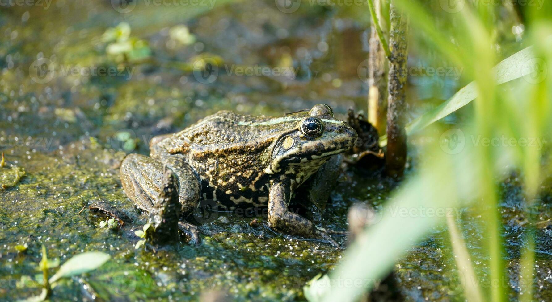 Frog. Big frog in the swamp. Frog in the pond. Wild animals. photo