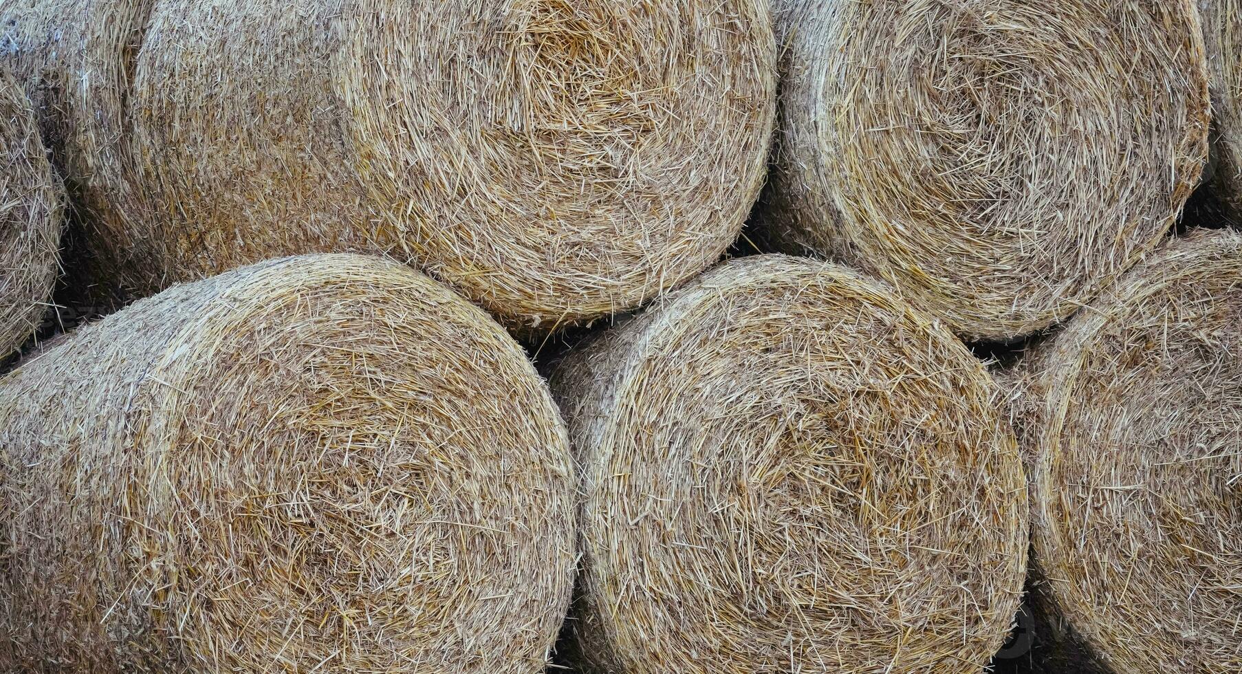 Bales on the field. Hay bales. photo