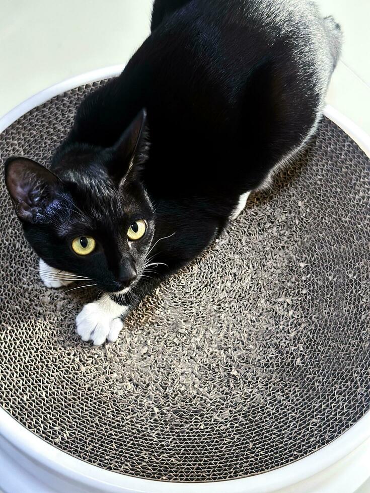 Cute black furry cat lying on cardboard scratch board and staring at something. photo