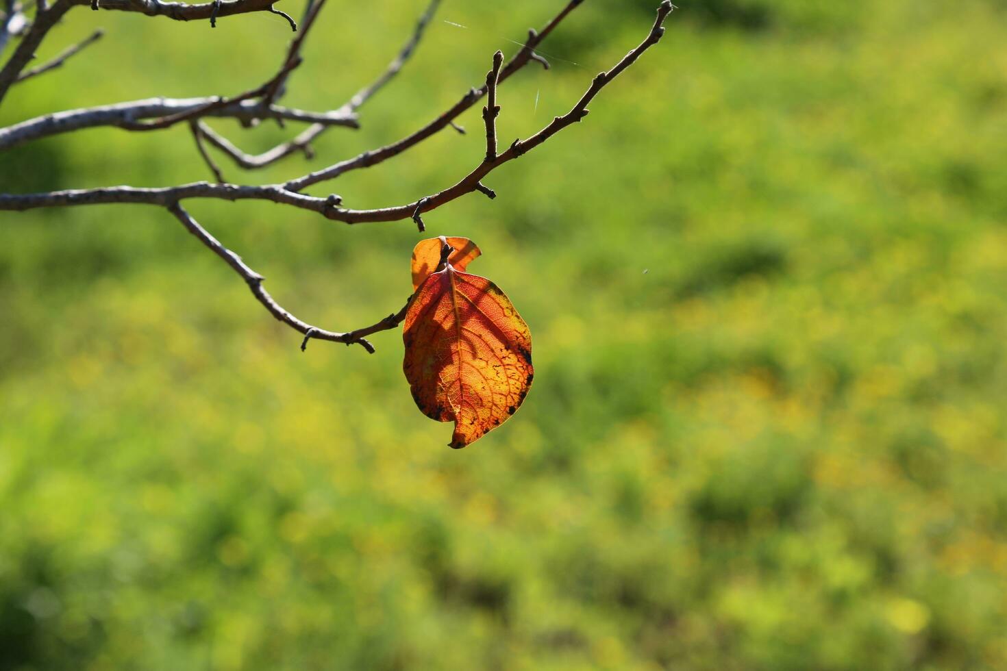 golden yellow plant in the middle on a sunny winter's day and nature background photo