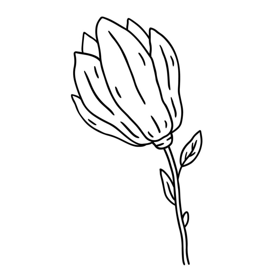 Magnolia flower isolated on white background. Vector hand-drawn illustration in outline style. Perfect for cards, decorations, logo,  various designs. Botanical clipart.
