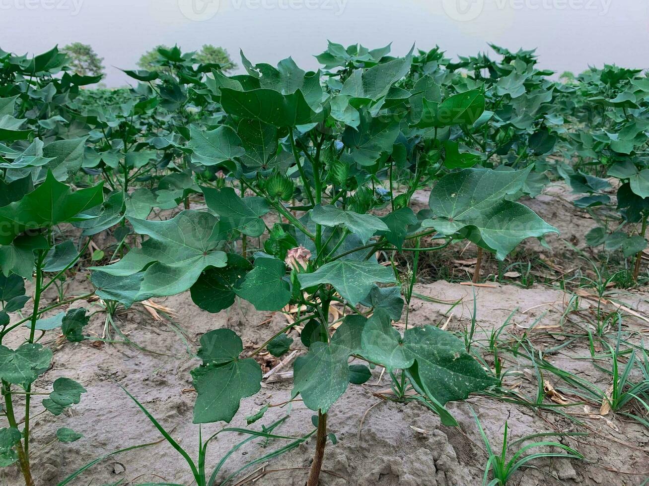 Cotton plant with immature boll with cotton flower in a field photo