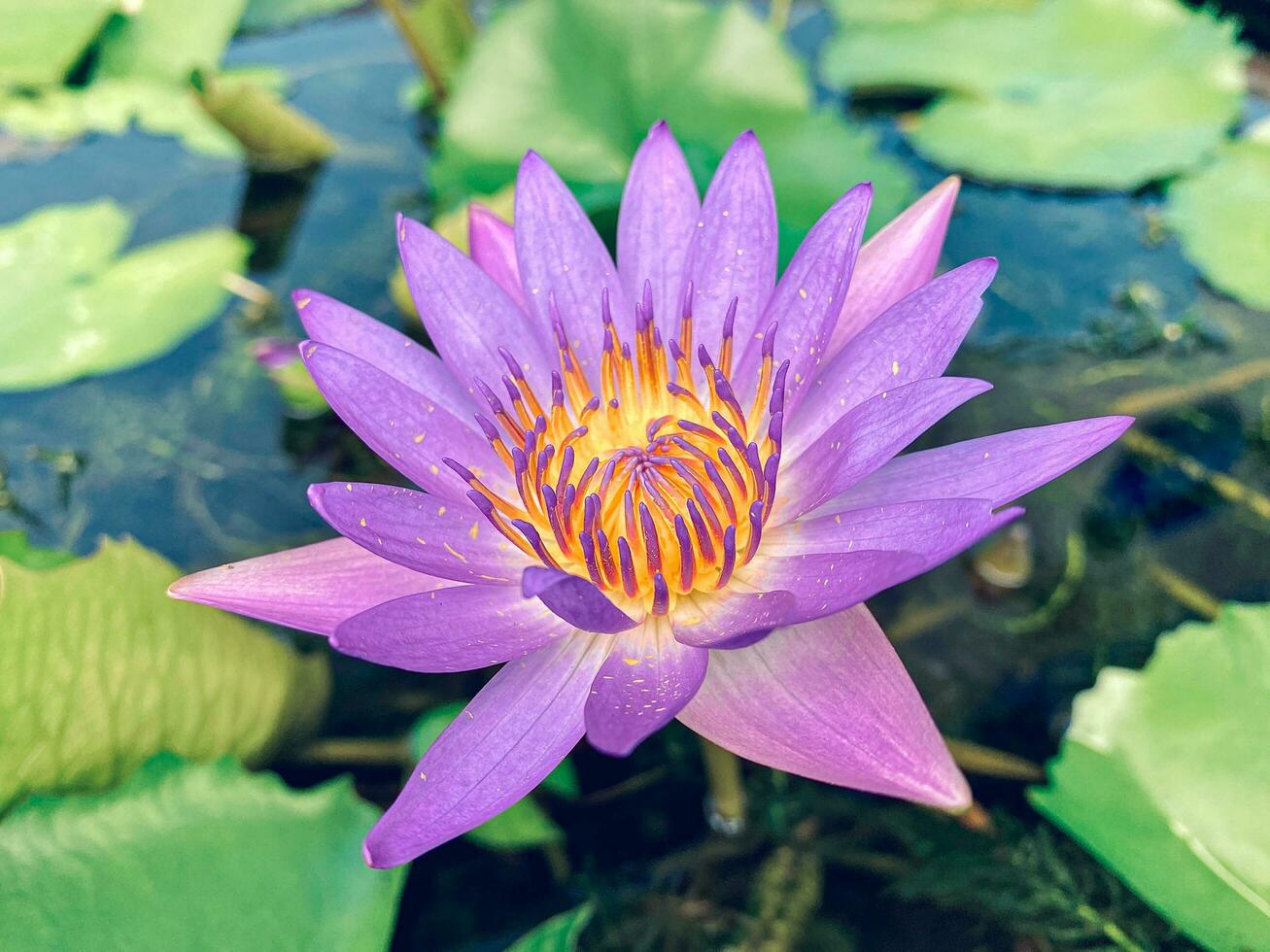 The purple water lily flower blooms in the pond, the purple water lily flower makes you feel rested, the purple water lily flower gives you the feeling of being in nature. landscape background photo