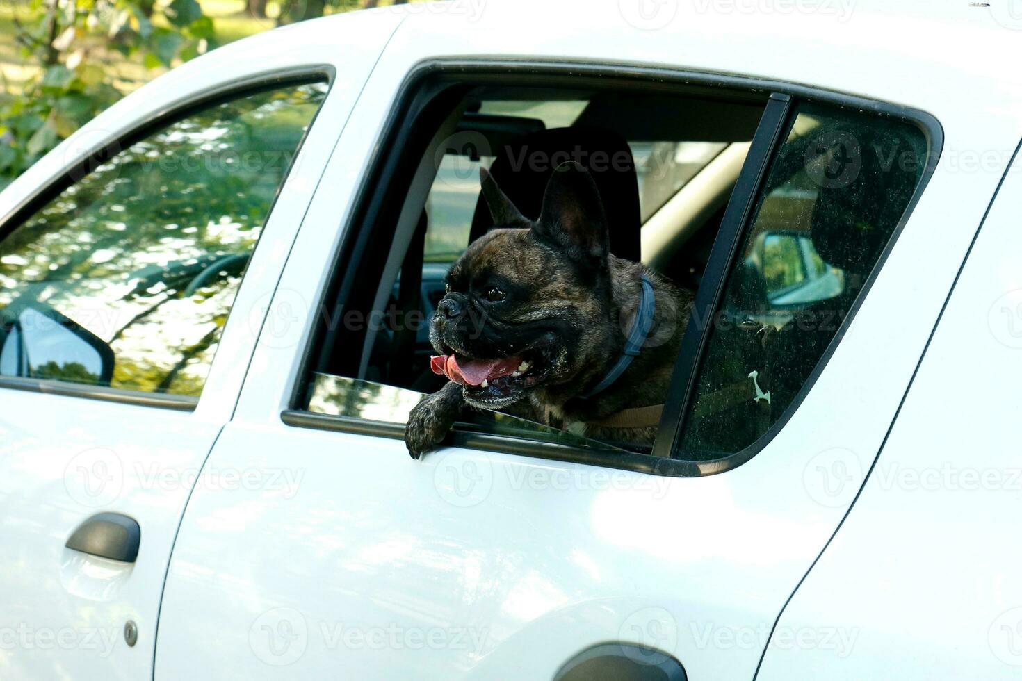 french bulldog peeking out the window of a white car, travel content. photo