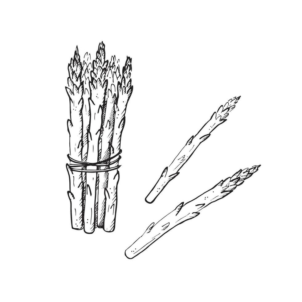 Asparagus plant branch hand drawn vector illustration on isolated white background.Sketch style sparrowgrass armful.  Healthy and wholesome food. Design element for label, logo, template, card, print
