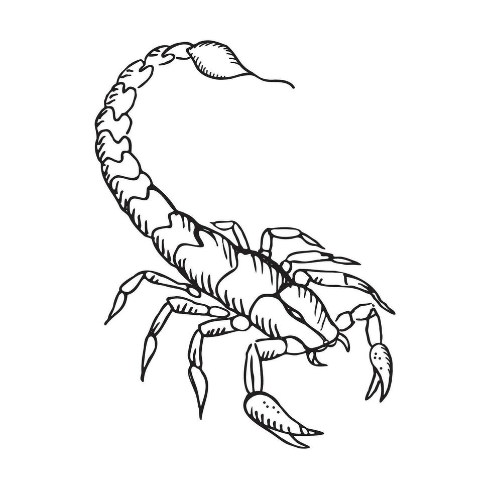 Scorpion vector hand drawn insect illustration. Line drawing with hatching on isolated white background for print, tattoo, t-shirt design, template, design element