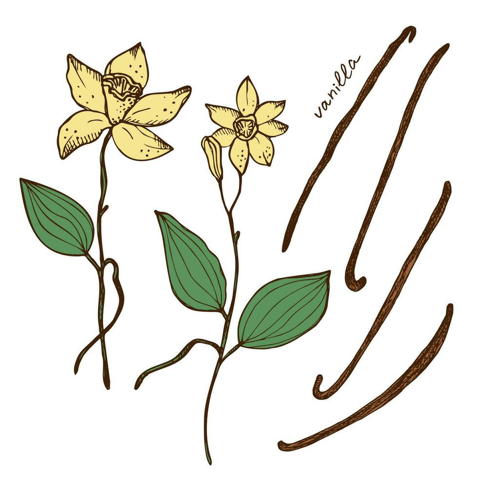 Vanilla flower and sticks of vanilla plant set with Isolated pods fragrant spice vector illustration. Hand drawn color image with stroke doodle sketch. Design element for background template, label