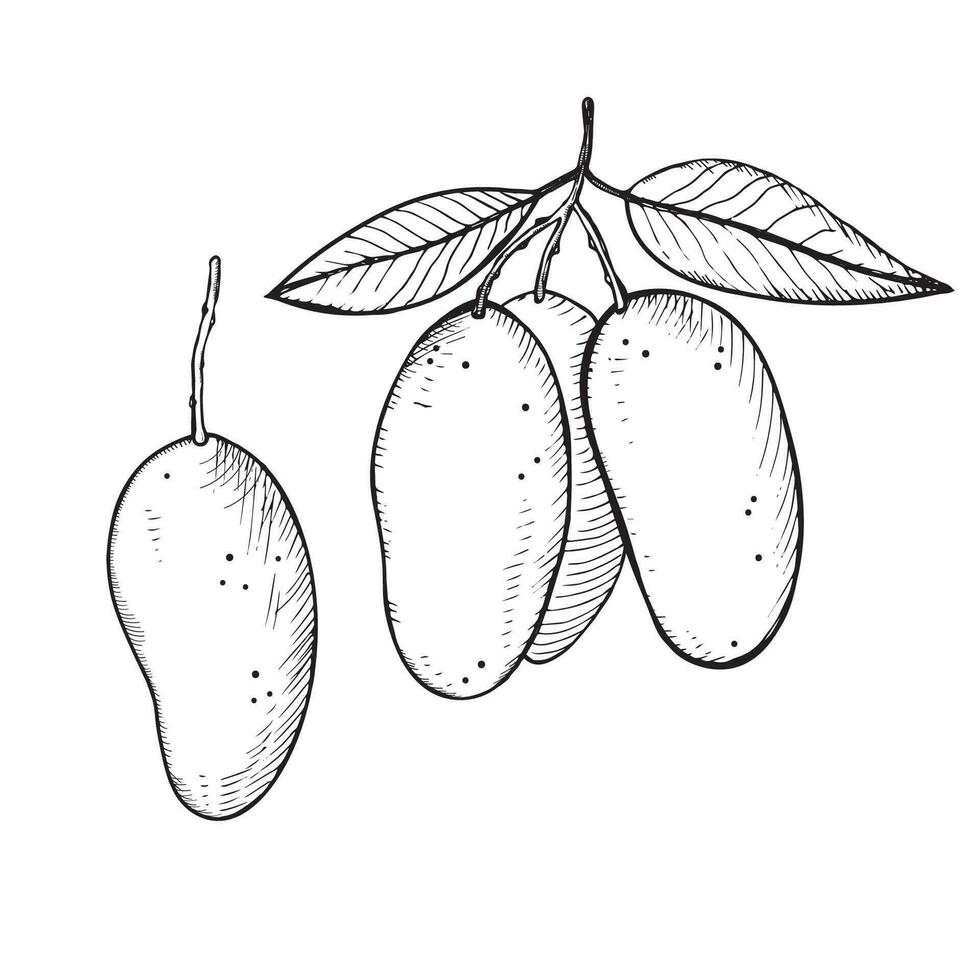 Mango fruit plant vector illustration on isolated white background. Hand drawn in the technique of engraving a sketch of a mango tree. Design element for label, template, background, logo, print