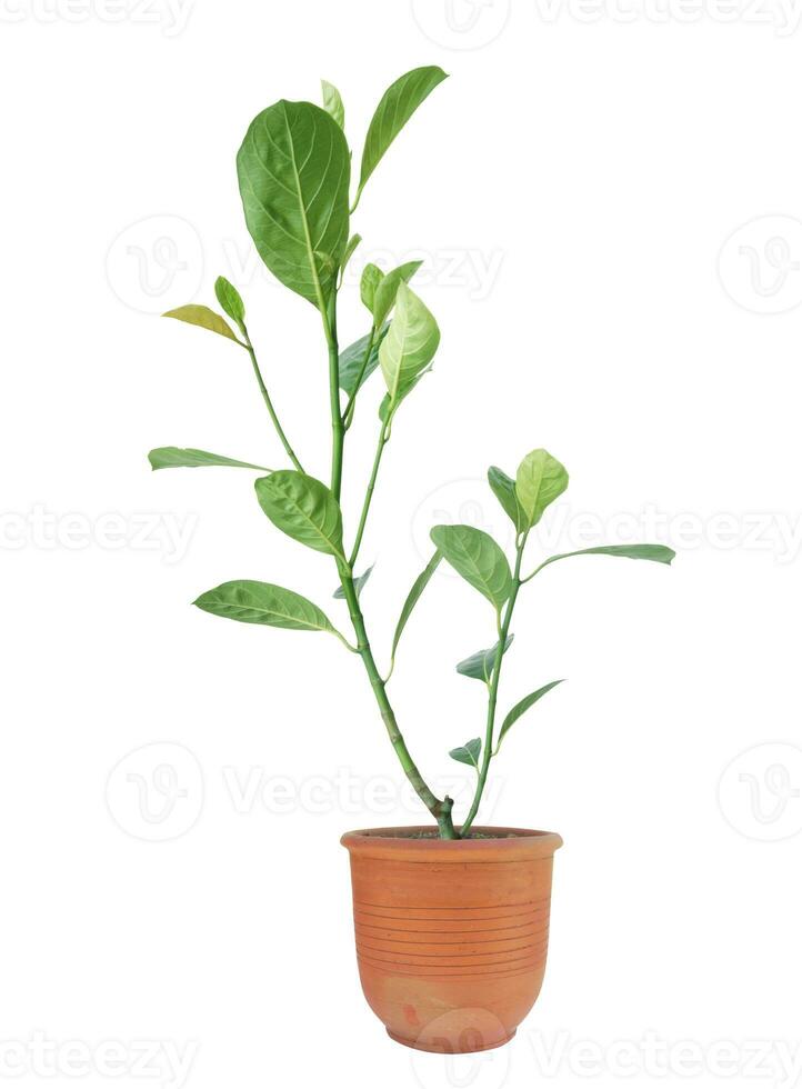 Little Jackfruit tree in flower pot isolated on white background without shadow. photo