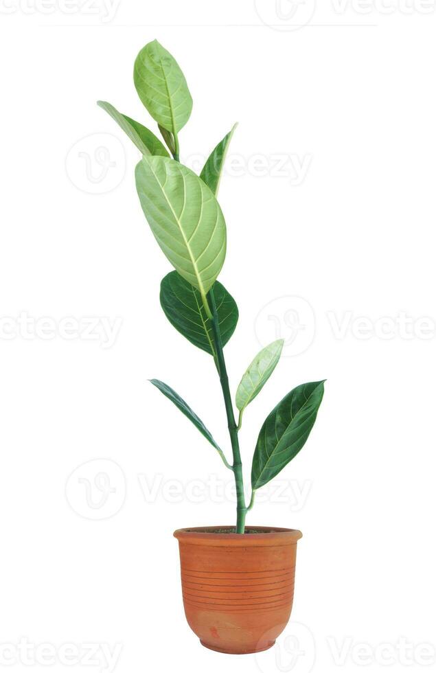 Little Jackfruit tree in flower pot isolated on white background without shadow. photo