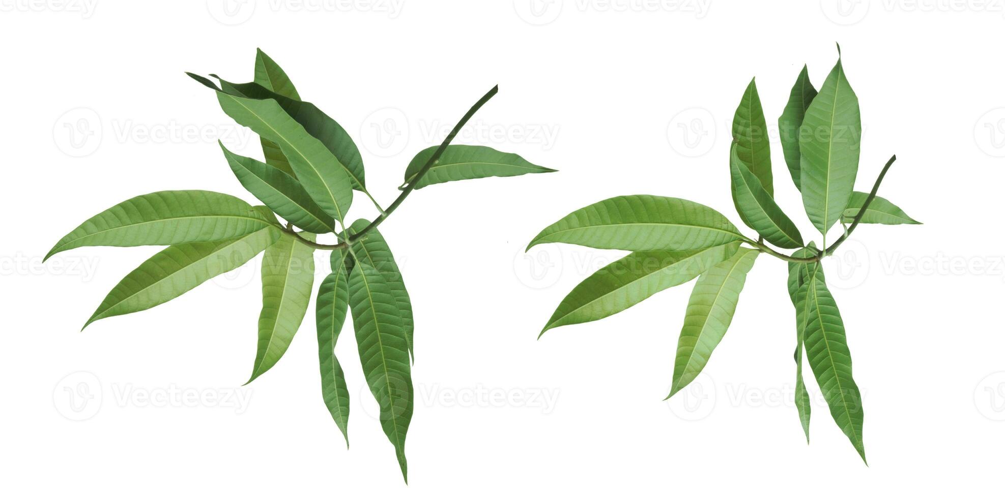 leaves of mango tree isolated on white background photo