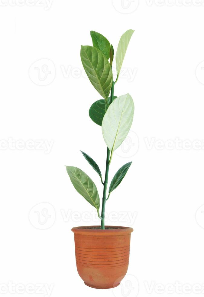 Little Jackfruit tree in flower pot isolated on white background without shadow. photo