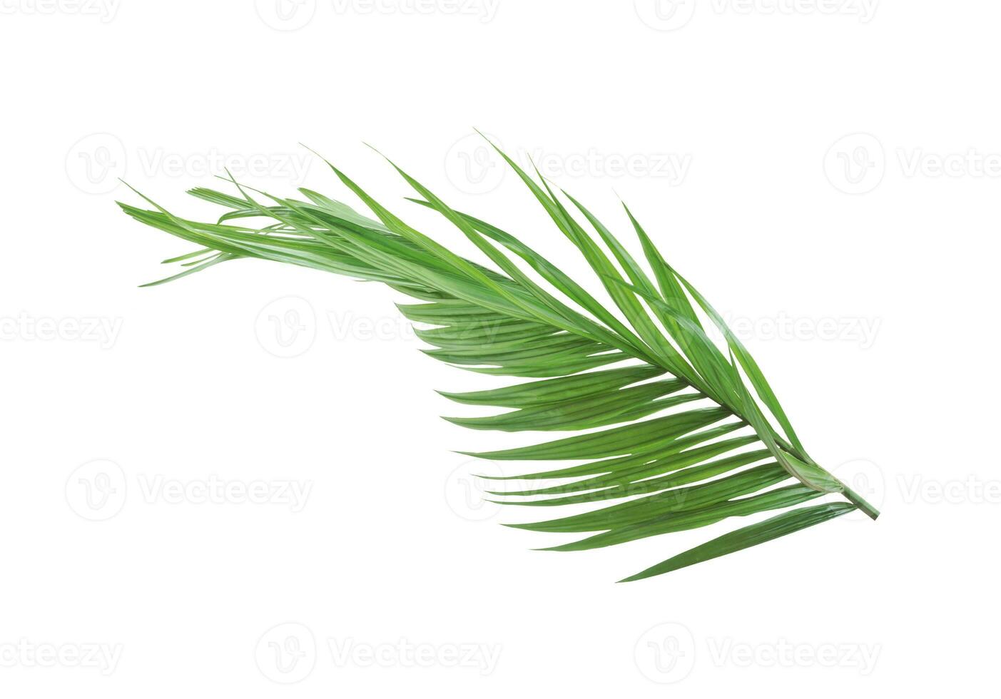 Palm leaf isolated on white background. photo