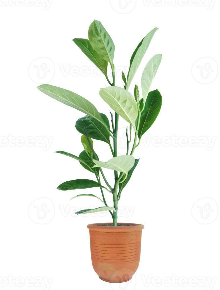 Little Jackfruit tree in flower pot isolated on white background without shadow. photo