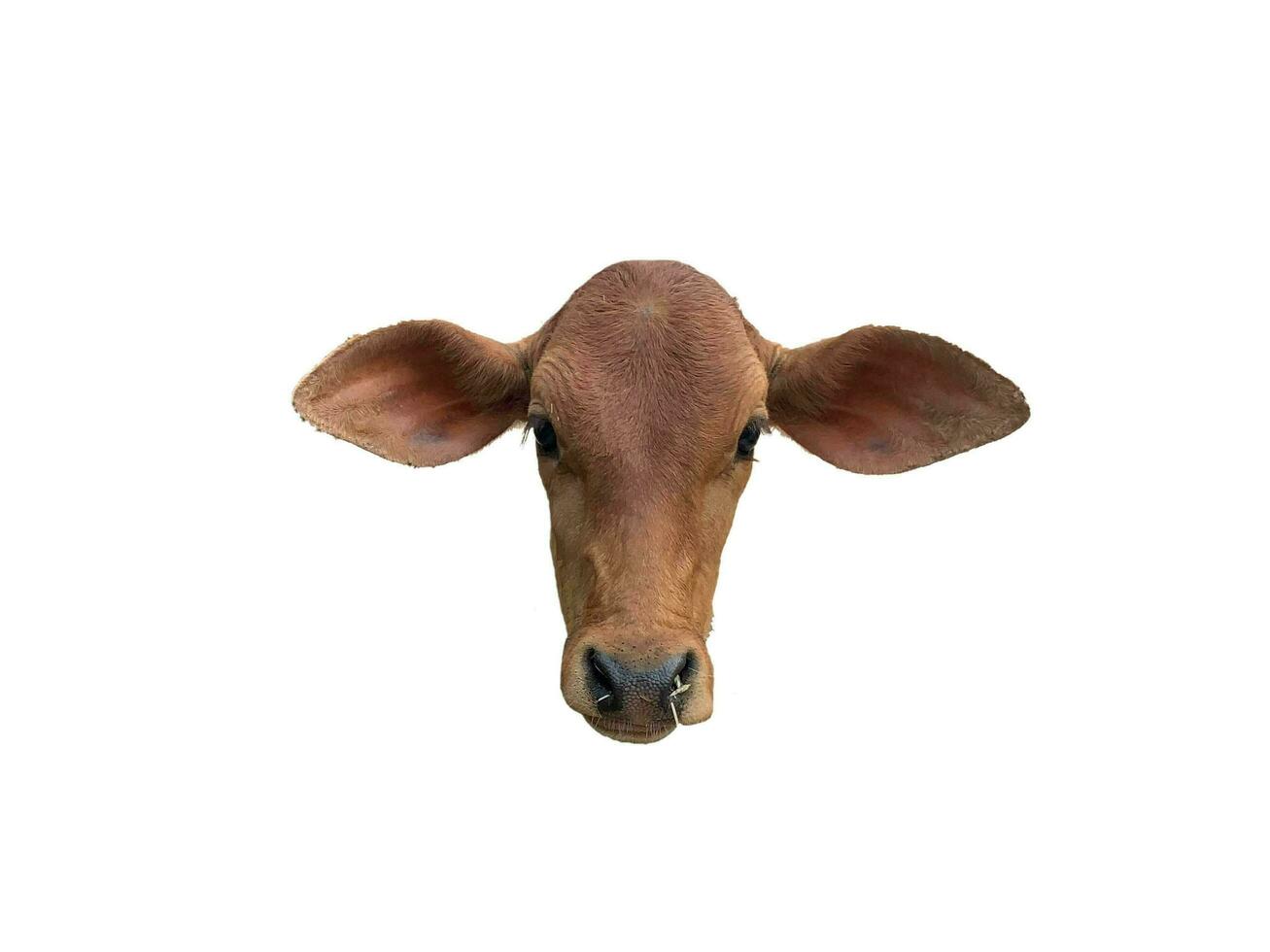 Brown calf head isolated on white background photo