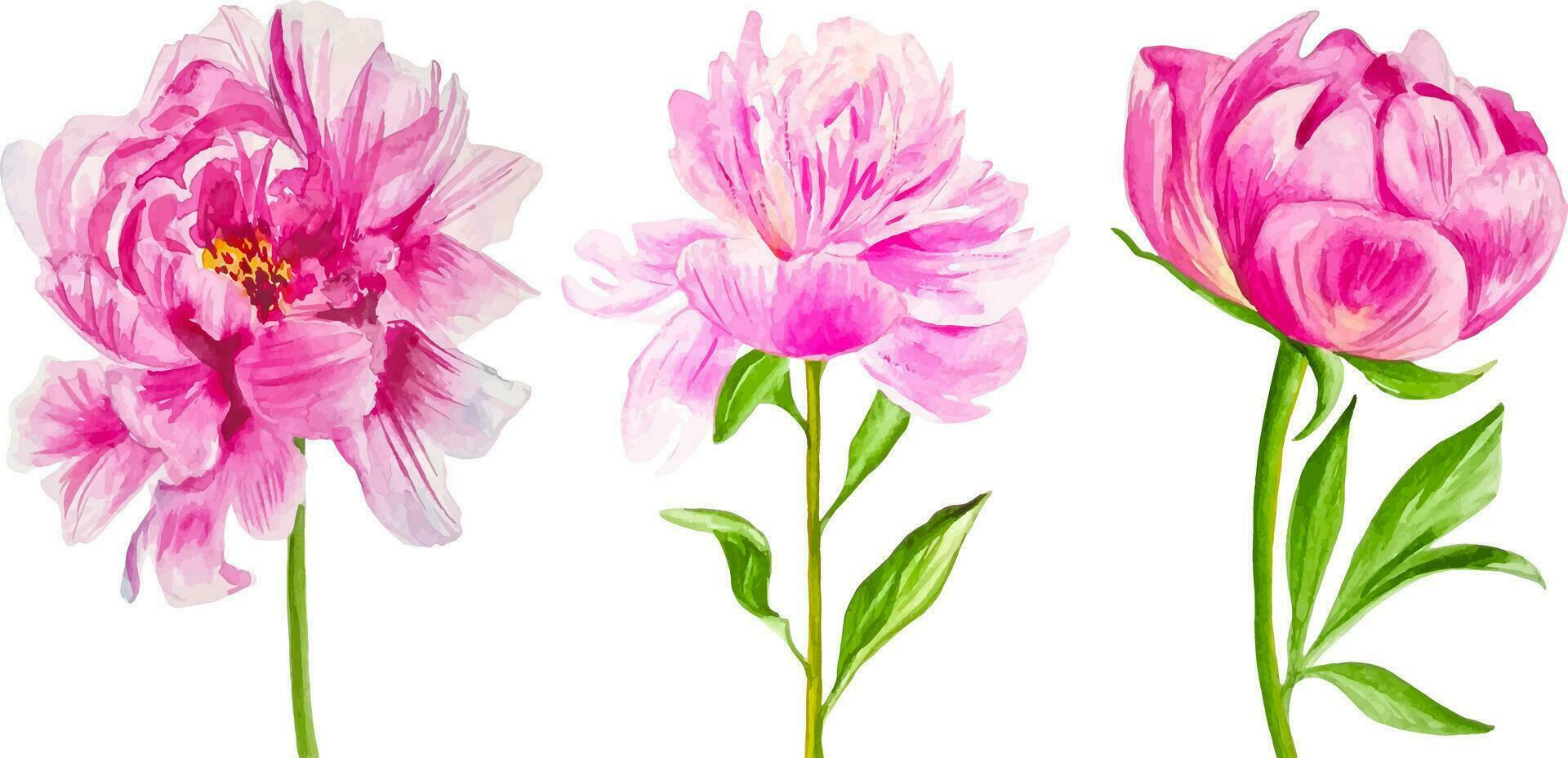 Watercolor set of peonies three pink flowers for bouquet hand drawn isolated vector