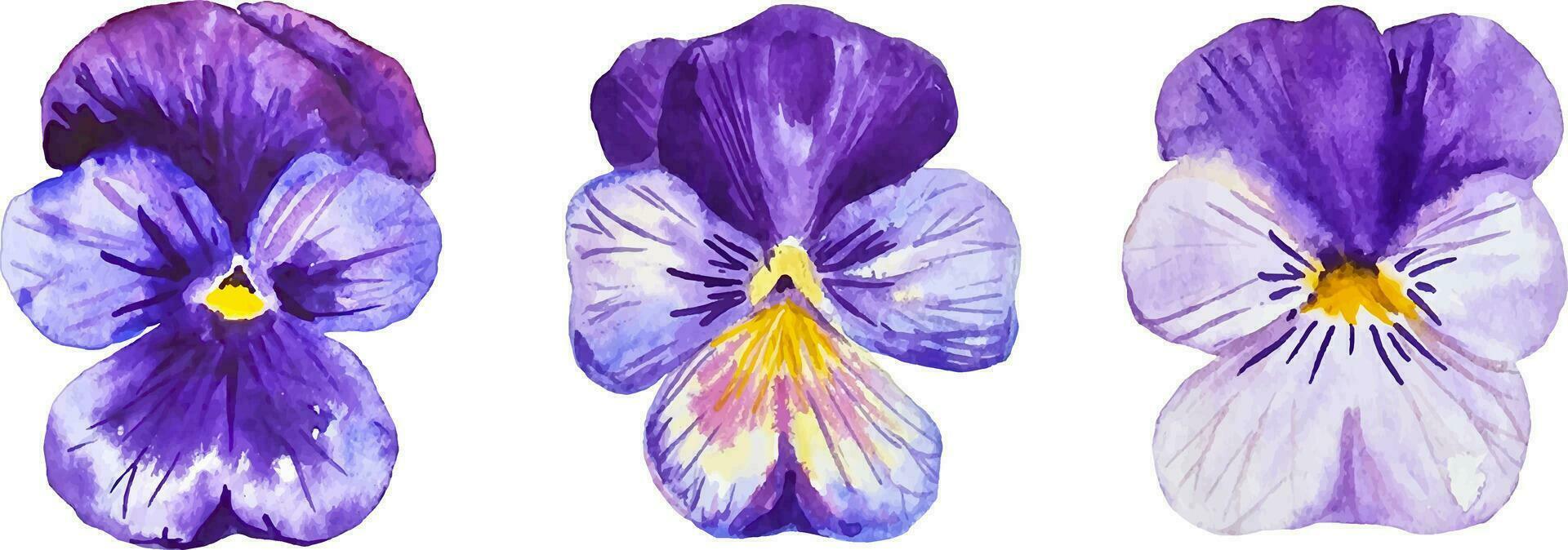 Pansy flowers set three purple season flowers watercolor isolated vector