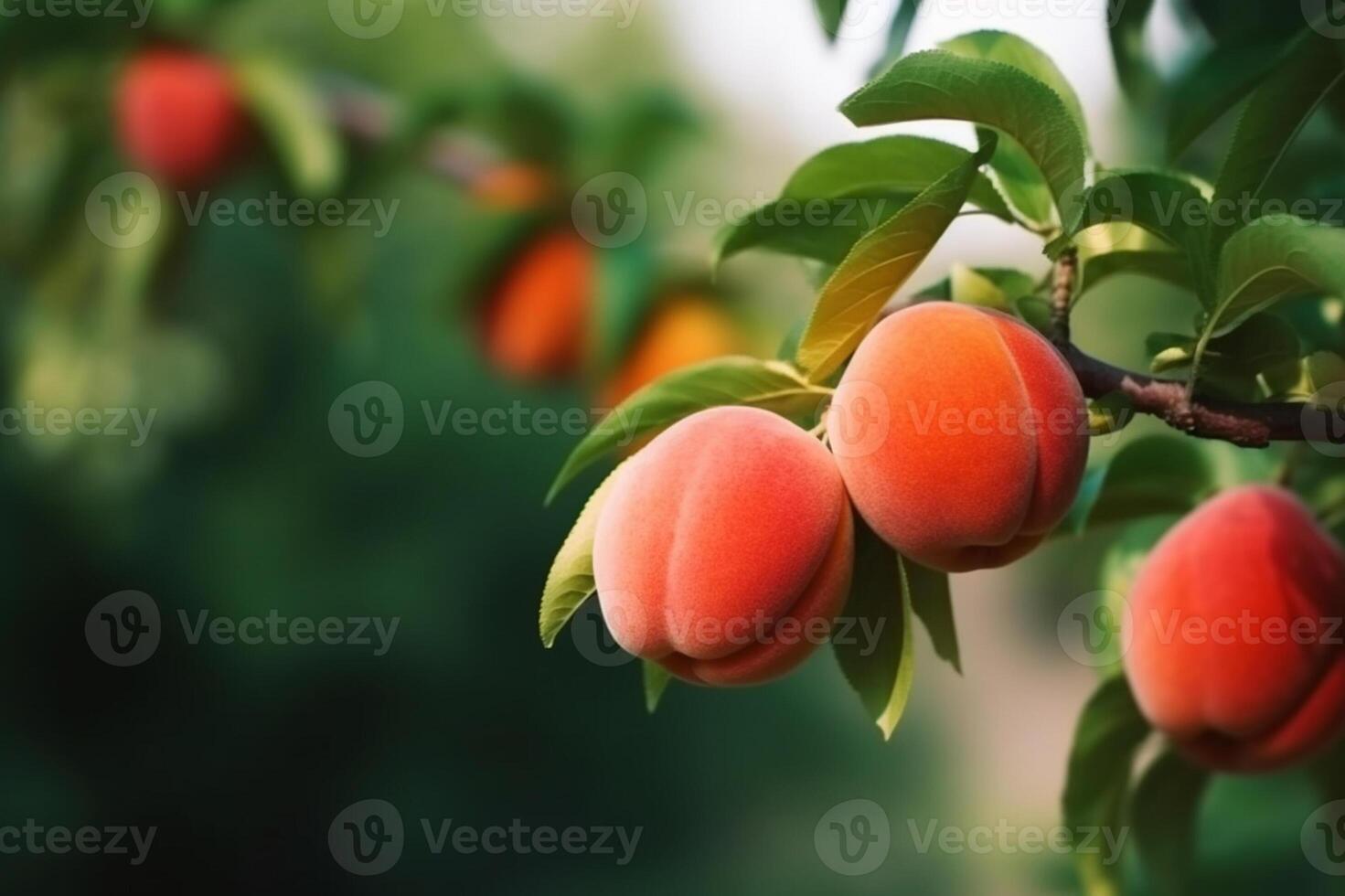 Natural Fruit. Peaches growing on a tree in the summer. Fresh peaches on tree branches. Delicious and healthy organic nutrition. Garden with ripened fruits. Copy space. . photo