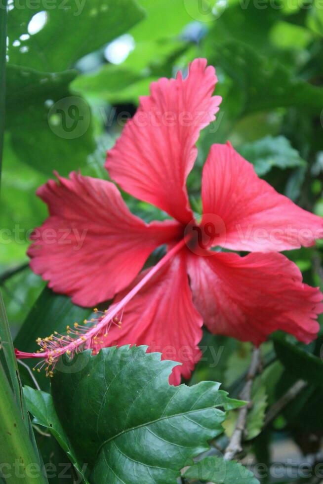 rojo flor en el sonar. de cerca ver foto