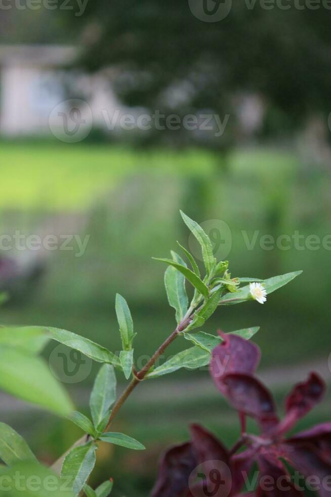blanco flor con verde hoja. además conocido como médico planta. de cerca ver foto
