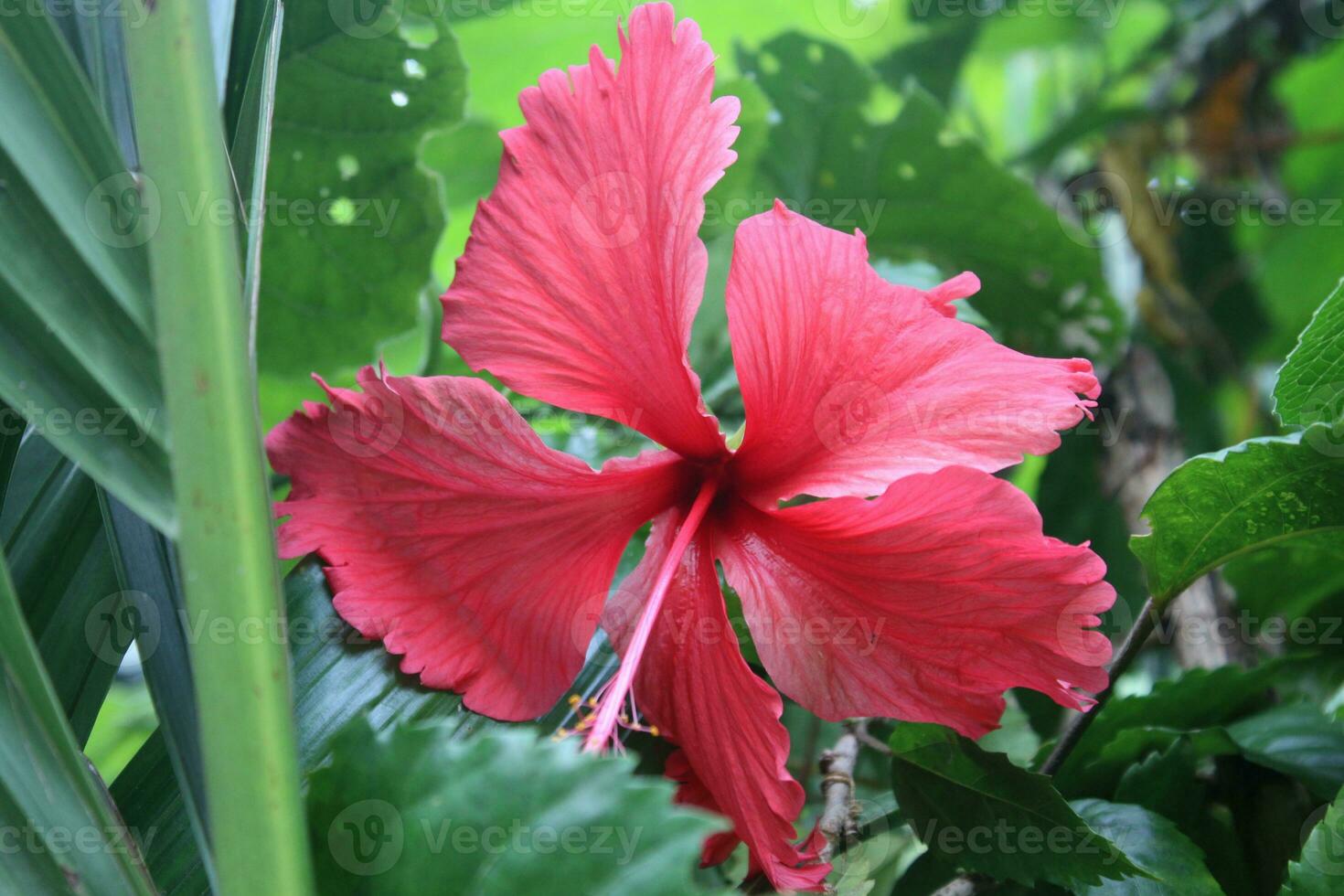 rojo flor en el sonar. de cerca ver foto