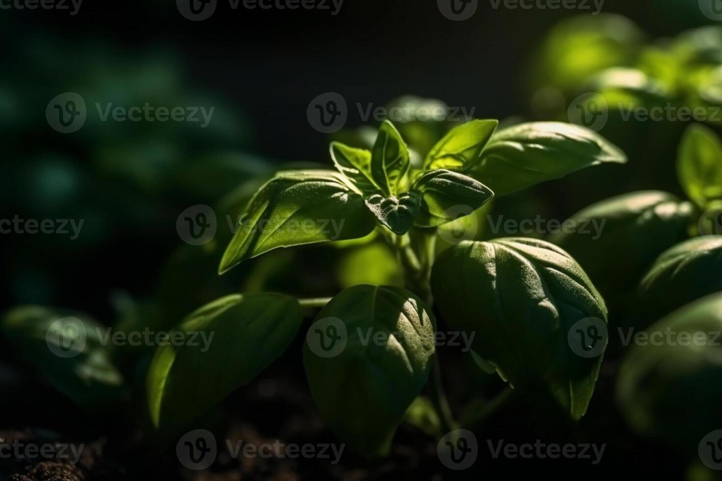 Fresco dulce albahaca hojas. albahaca planta con verde hojas en oscuro antecedentes. Fresco hierbas para cocinando, usado en cocinas mundial. ocimum basilicum. salud comiendo concepto. generativo ai. foto