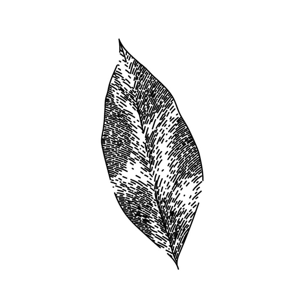 bay leaf herb spice sketch hand drawn vector