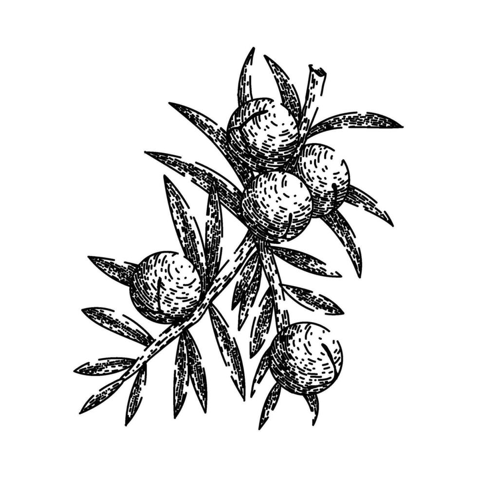 juniper berry gin sketch hand drawn vector