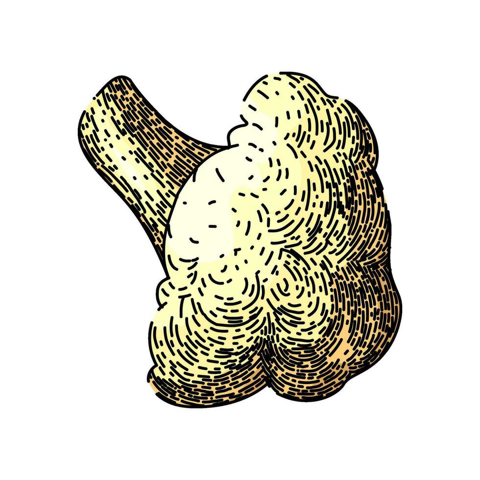 cauliflower white raw sketch hand drawn vector