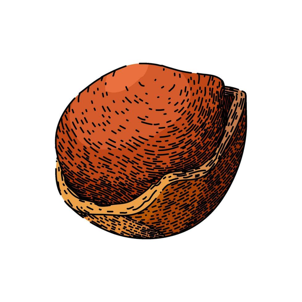 hazelnut nut sketch hand drawn vector