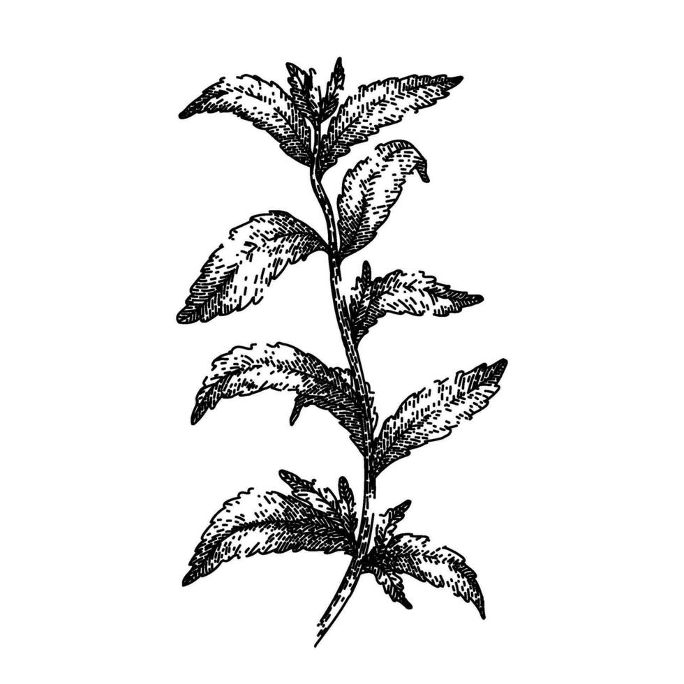stevia planta hoja bosquejo mano dibujado vector