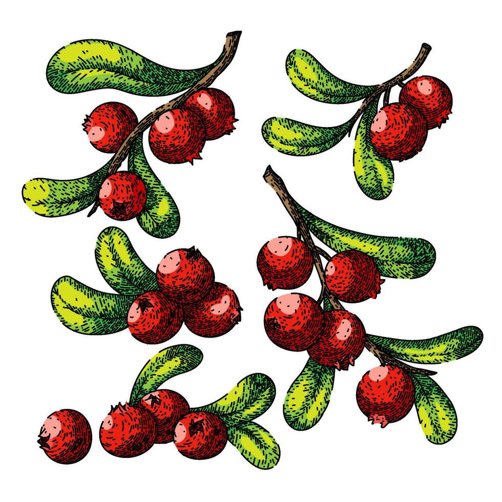 cranberry cowberry set sketch hand drawn vector