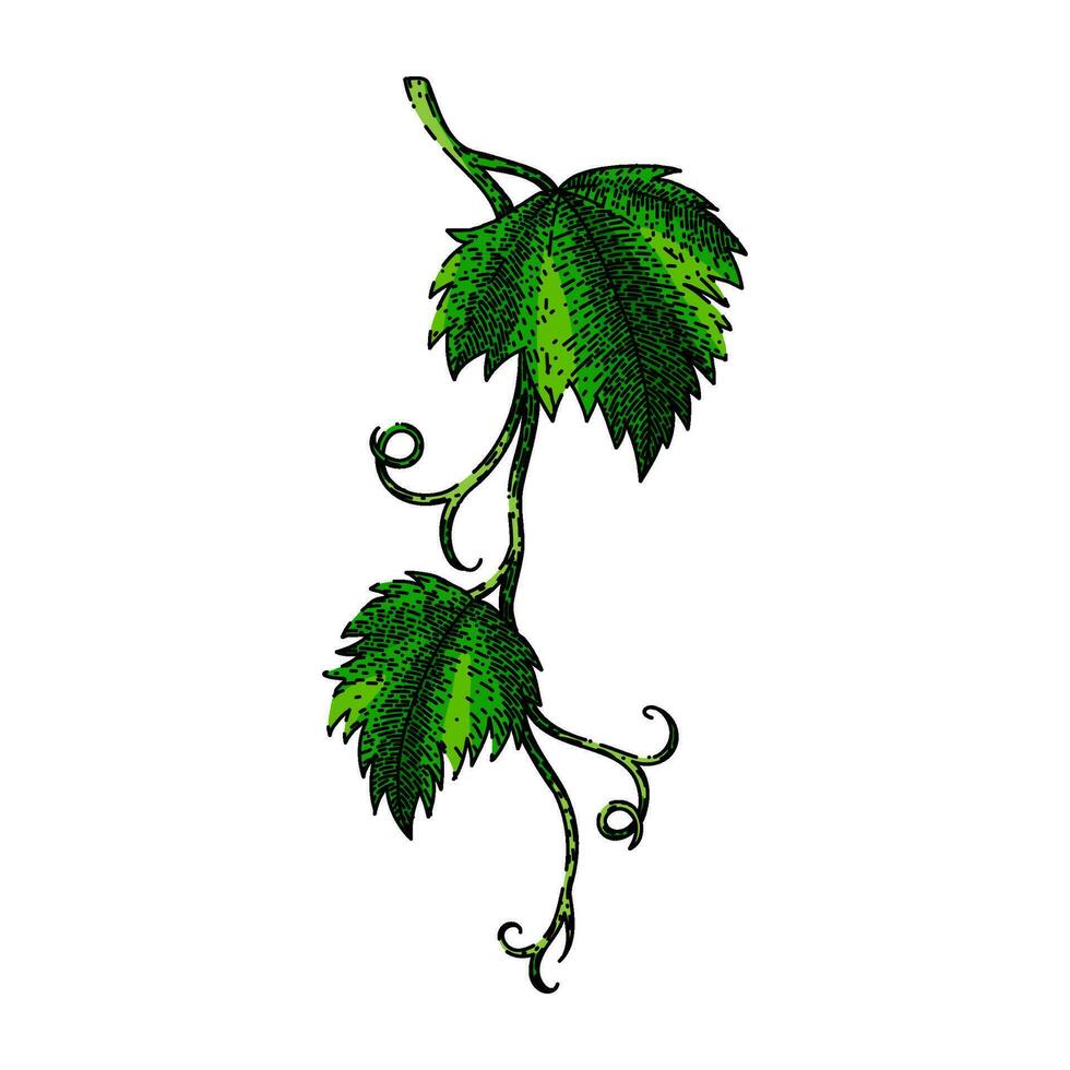 grape vine leaf sketch hand drawn vector