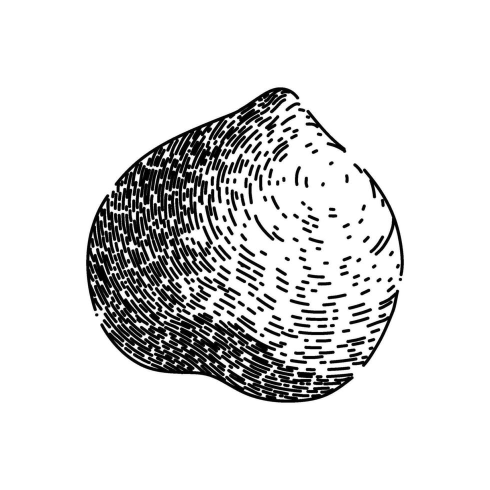 hazelnut nut brown sketch hand drawn vector