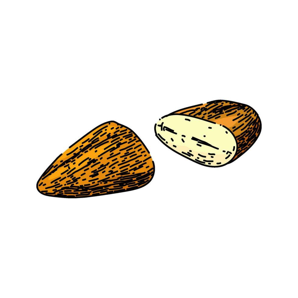 almond nut cut sketch hand drawn vector
