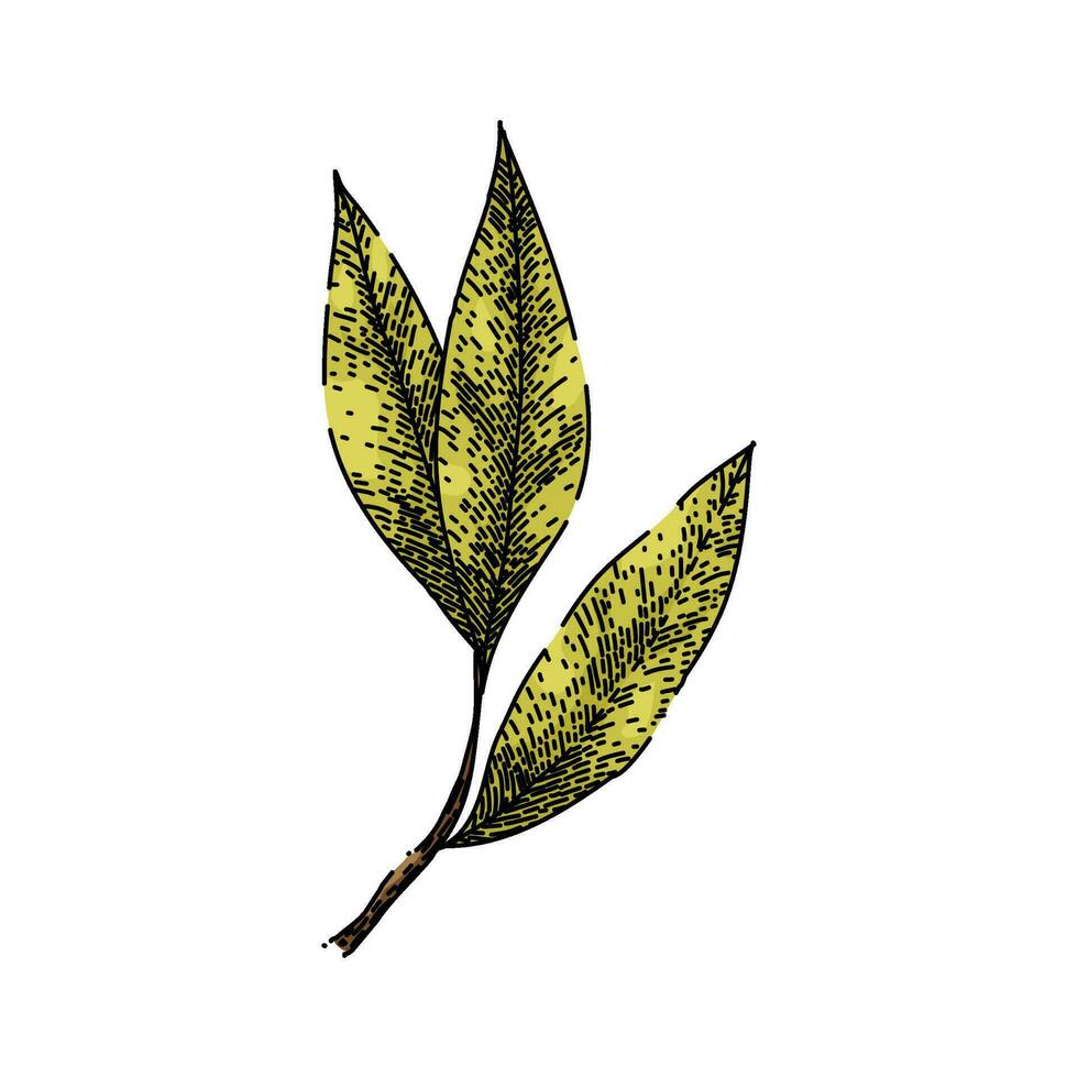 bay leaf herb dry sketch hand drawn vector