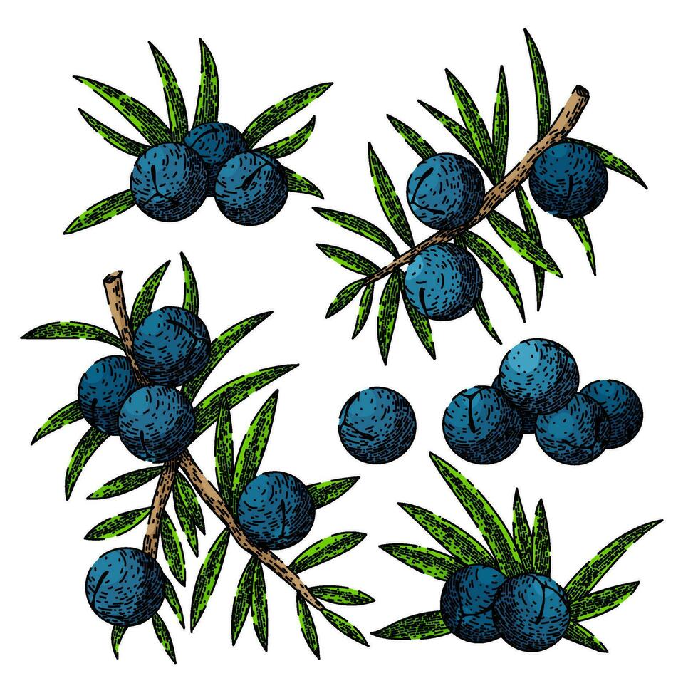 juniper berry gin set sketch hand drawn vector