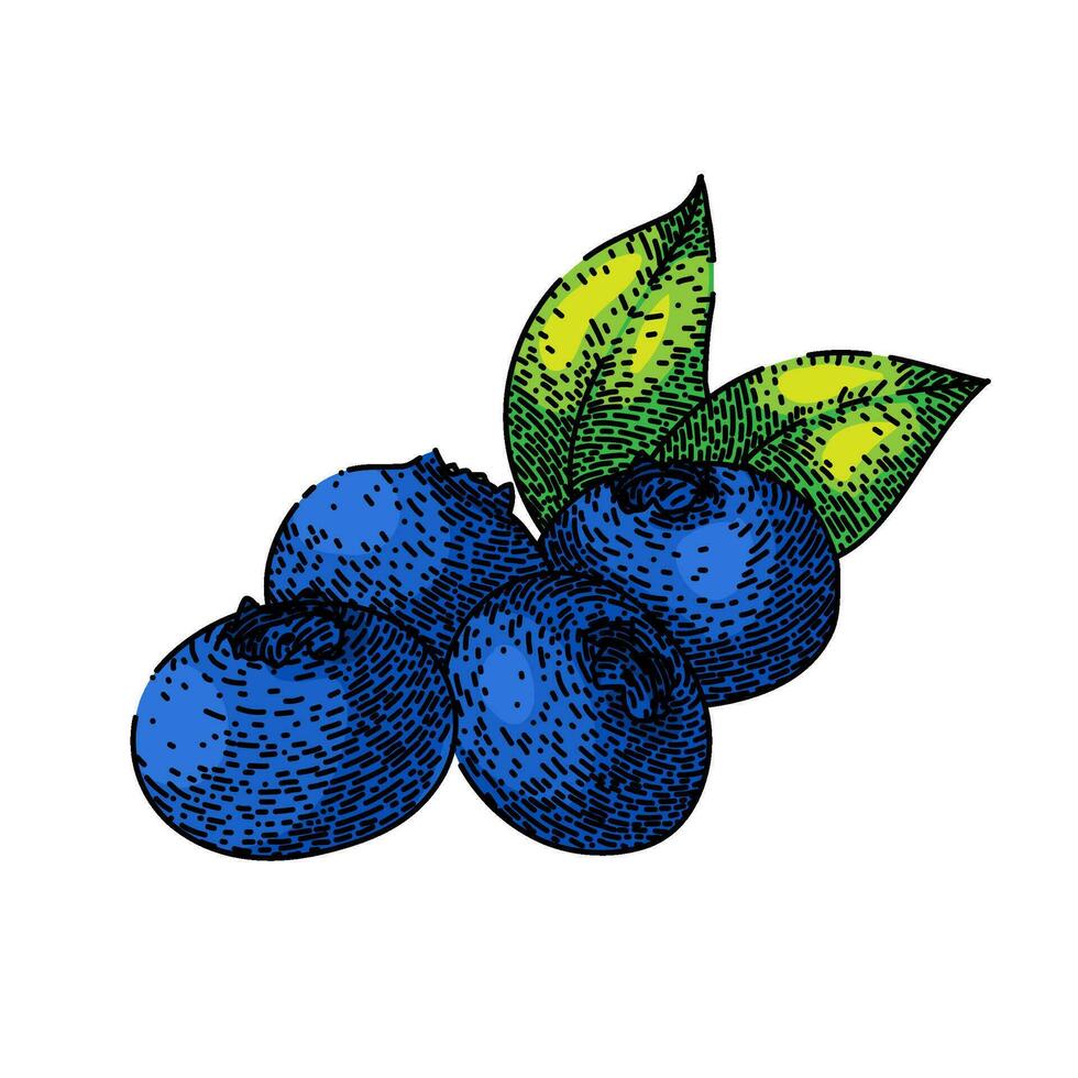 blueberry blue forest sketch hand drawn vector